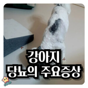 강아지-당뇨-1