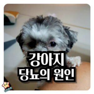 강아지-당뇨-1