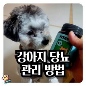 강아지-당뇨-1