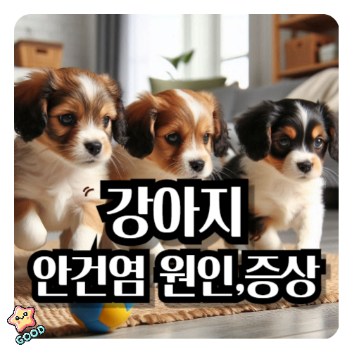 강아지-안건염