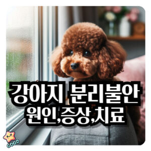 강아지-분리불안