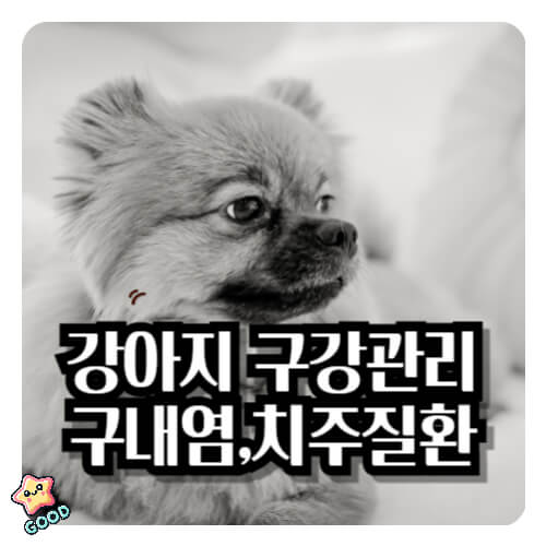 강아지-구강-관리-치주염-궤양-종양-칸디다증-증상-원인-발병-예방-치료