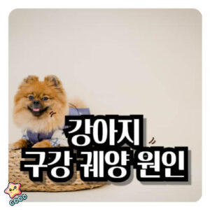 강아지-구강-관리-치주염-궤양-종양-칸디다증-증상-원인-발병-예방-치료