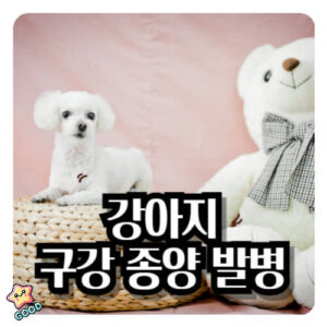 강아지-구강-관리-치주염-궤양-종양-칸디다증-증상-원인-발병-예방-치료