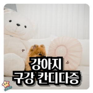 강아지-구강-관리-치주염-궤양-종양-칸디다증-증상-원인-발병-예방-치료
