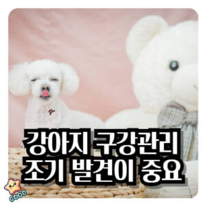 강아지-구강-관리-치주염-궤양-종양-칸디다증-증상-원인-발병-예방-치료