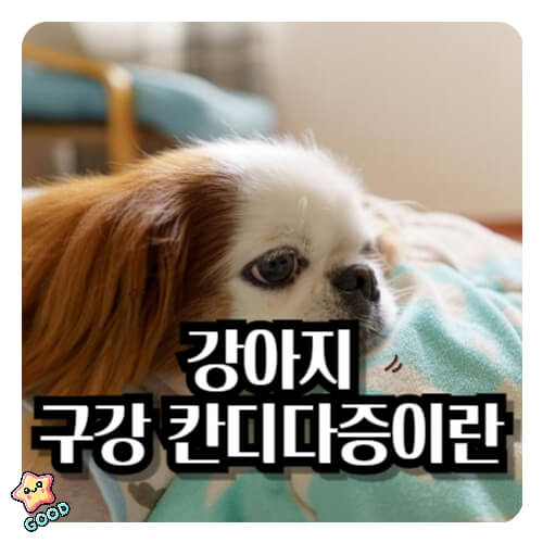 강아지-구강-칸디다증-증상-원인-예방