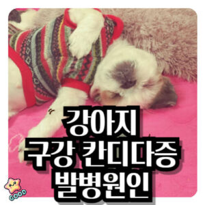 강아지-구강-칸디다증-증상-원인-예방