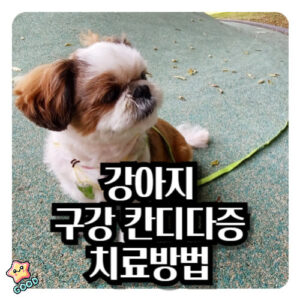 강아지-구강-칸디다증-증상-원인-예방