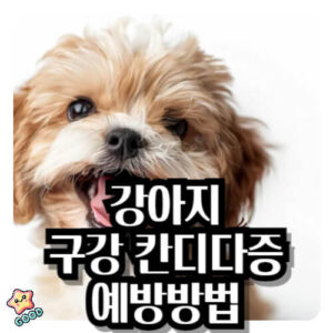 강아지-구강-칸디다증-증상-원인-예방