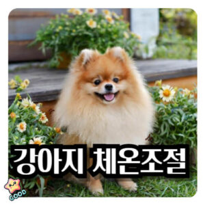 강아지-땀-흘리나요