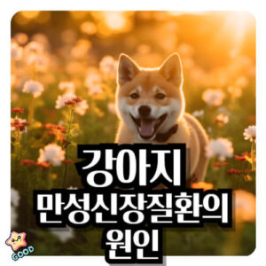 강아지-만성-신장-질환