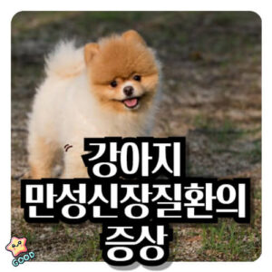 강아지-만성-신장-질환