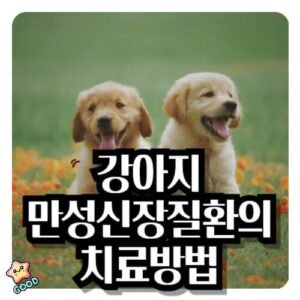 강아지-만성-신장-질환