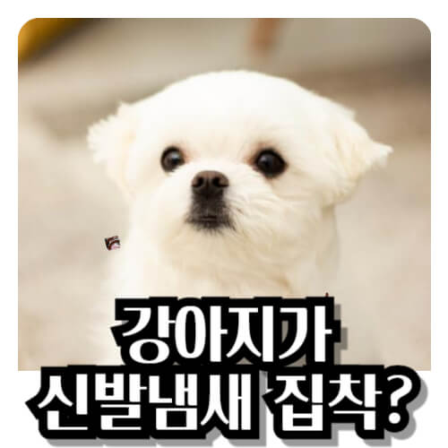 강아지-신발-냄새