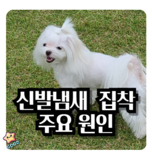강아지-신발-냄새