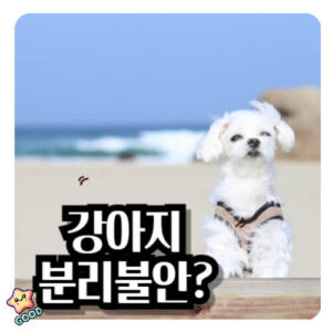 강아지-신발-냄새