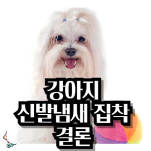 강아지-신발-냄새