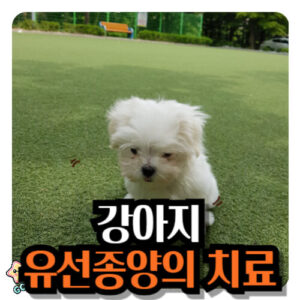 강아지-유선종양-증상-원인-치료