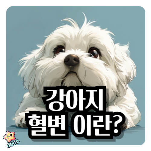 강아지-혈변-증상-원인-치료법