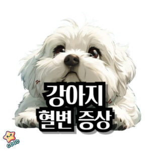 강아지-혈변-증상-원인-치료법