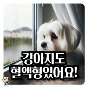 강아지-혈액형-중요