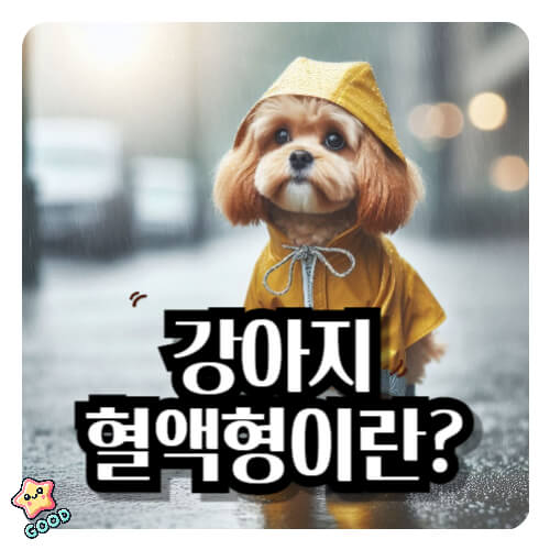 강아지-혈액형-중요