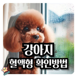 강아지-혈액형-중요
