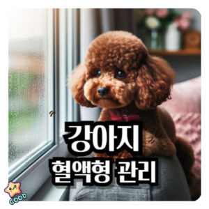강아지-혈액형-중요