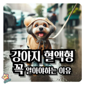 강아지-혈액형-중요