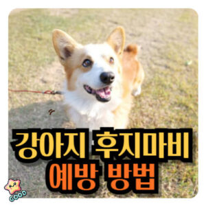 강아지-후지마비-10