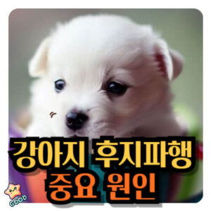 강아지-후지파행-원인-증상-치료법