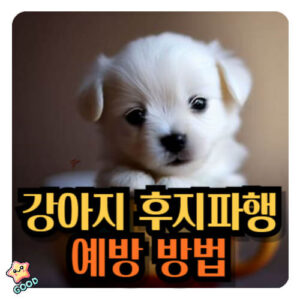 강아지-후지파행-원인-증상-치료법