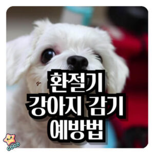 환절기-강아지-감기-증상-원인-예방