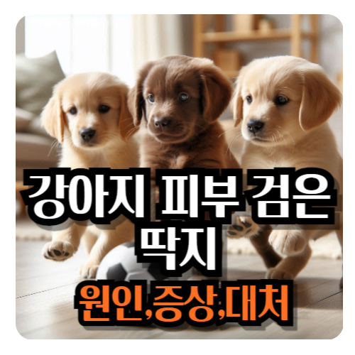 강아지-피부-검은-딱지