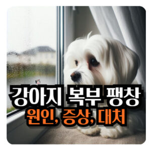 강아지-복부-팽창