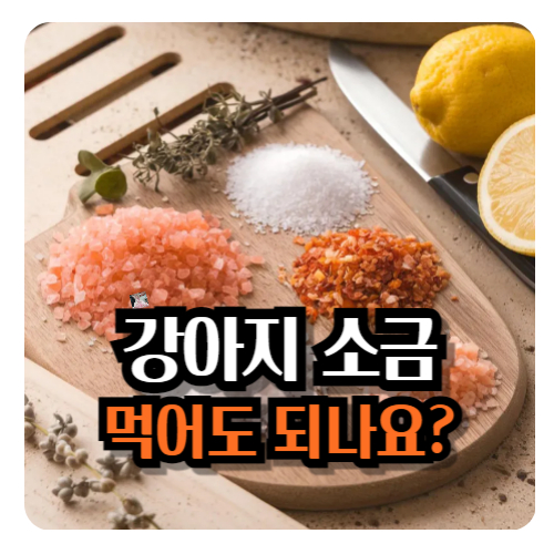강아지-소금