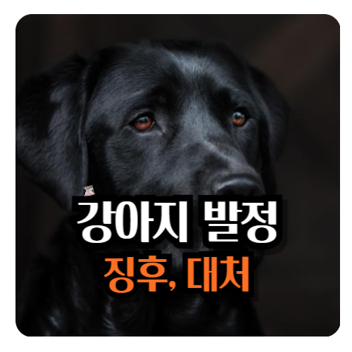 강아지-발정