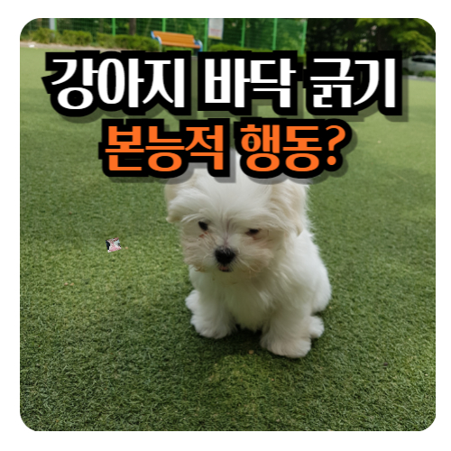 강아지-바닥