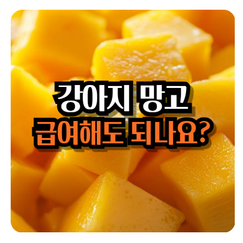 강아지-망고