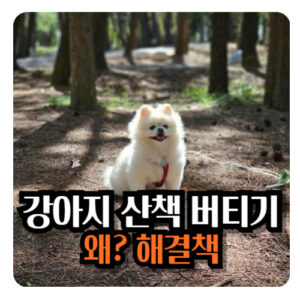 강아지-산책-버티기