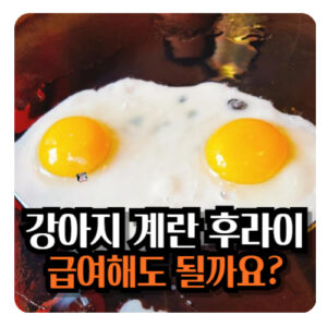 강아지-계란-후라이