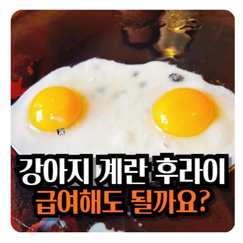 강아지-계란-후라이