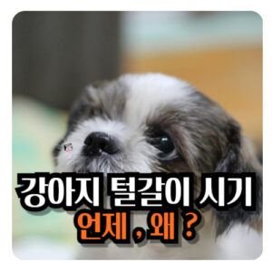 강아지-털갈이-시기