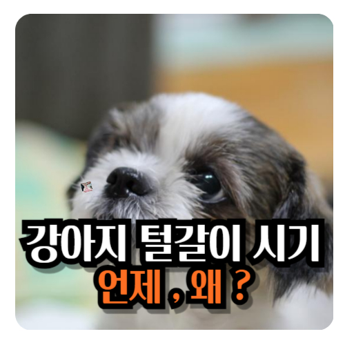 강아지-털갈이-시기