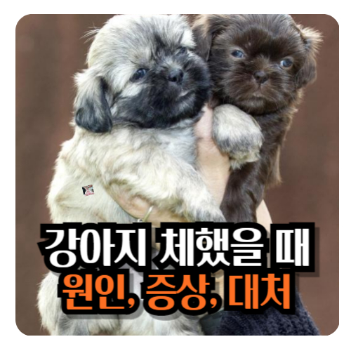 강아지-체했을-때
