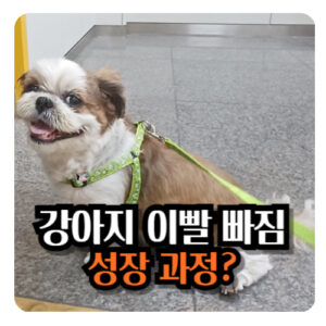강아지-이발-빠짐