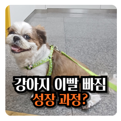 강아지-이발-빠짐