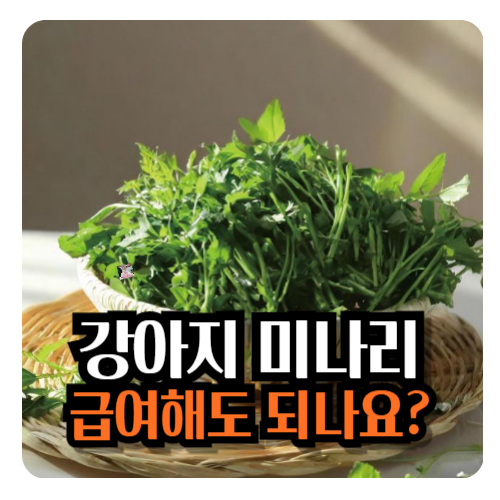 강아지-미나리