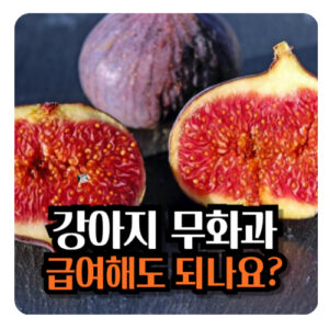 강아지-무화과